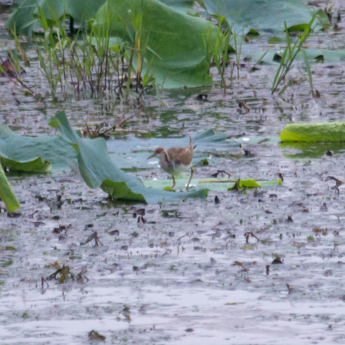 Pheasant-tailed Jacana - ML624541638