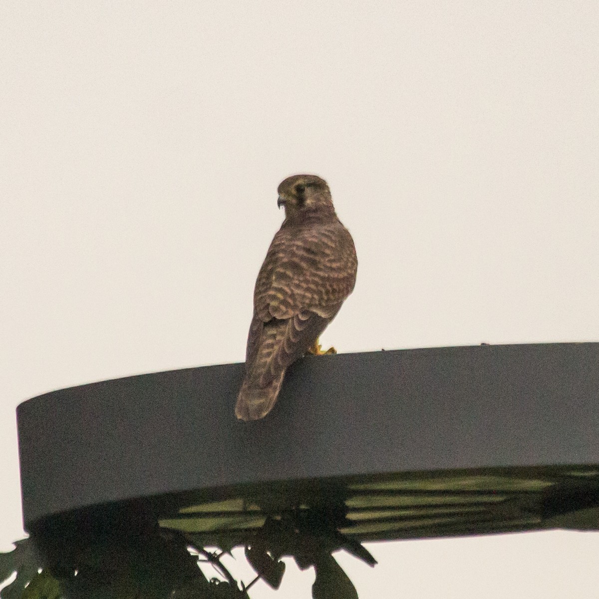 Начин шонхор - ML624541642