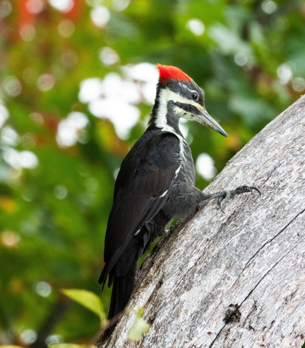 Pileated Woodpecker - Brooke Adam