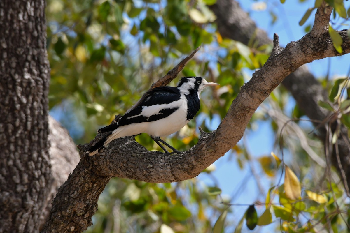 Magpie-lark - Sam Adams