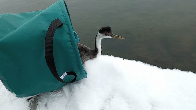 Western Grebe - ML624541690