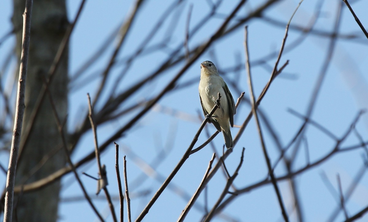 Chestnut-vented Conebill - ML624541702