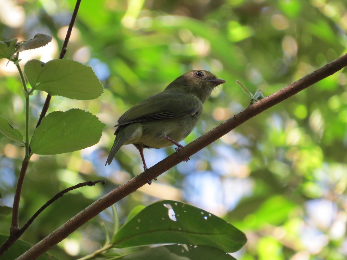 Swallow-tailed Manakin - ML624541705