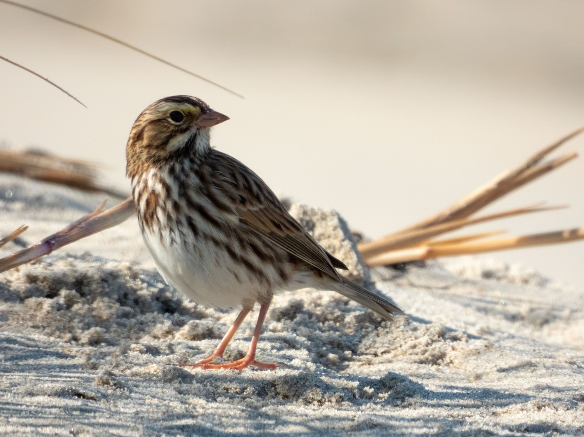 Savannah Sparrow - ML624541706