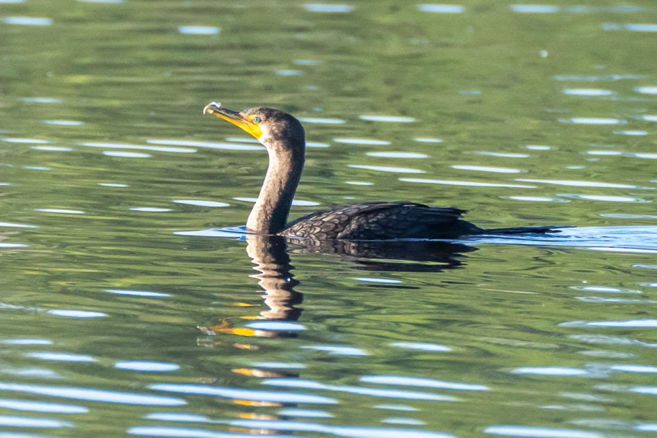 Double-crested Cormorant - ML624541707