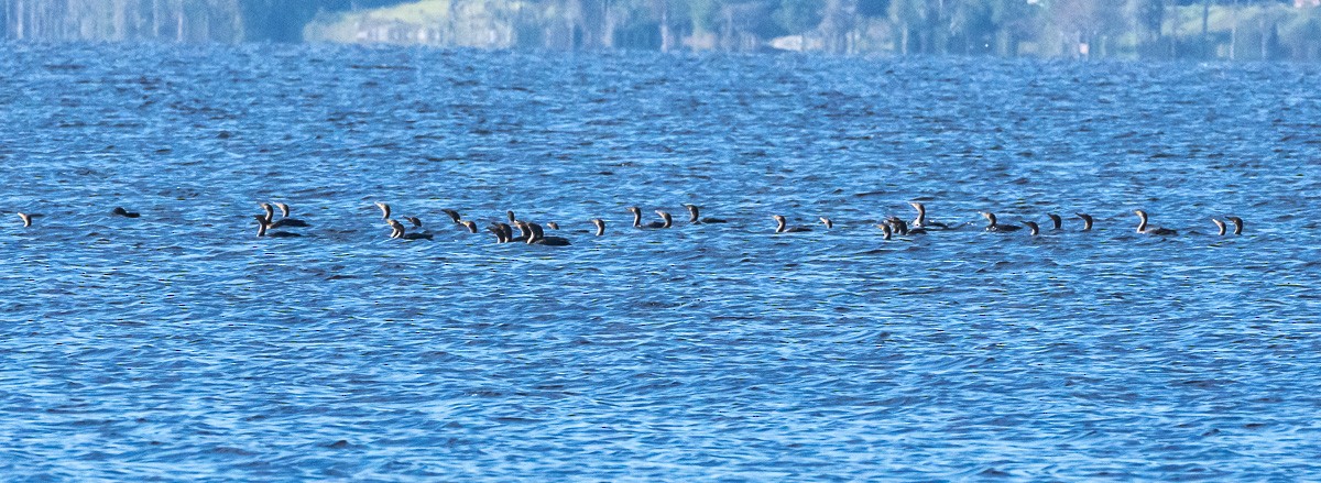 Double-crested Cormorant - ML624541708