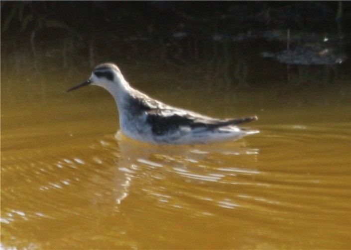 Red-necked Phalarope - ML624541709