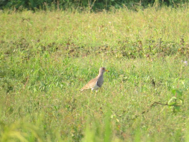 Gray-headed Lapwing - ML624541713