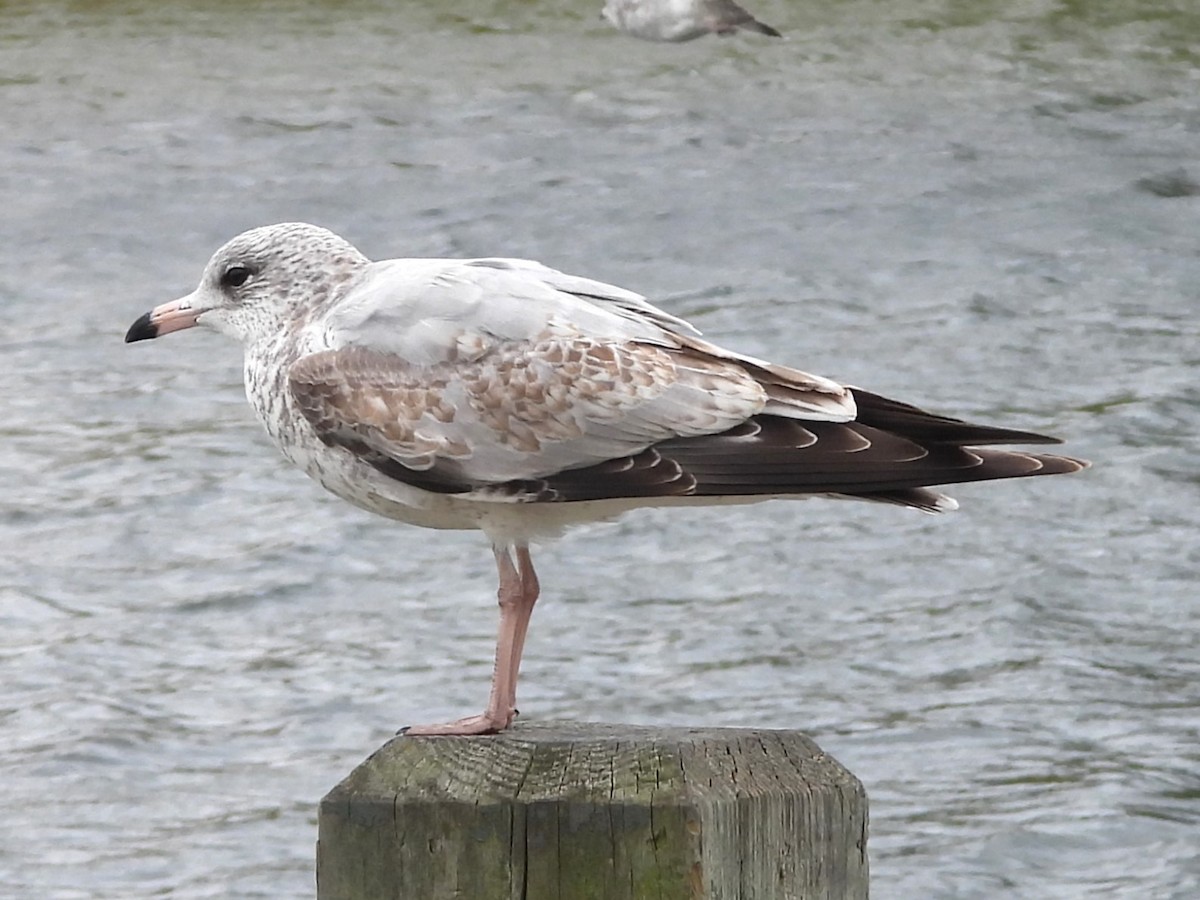 Ring-billed Gull - ML624541714