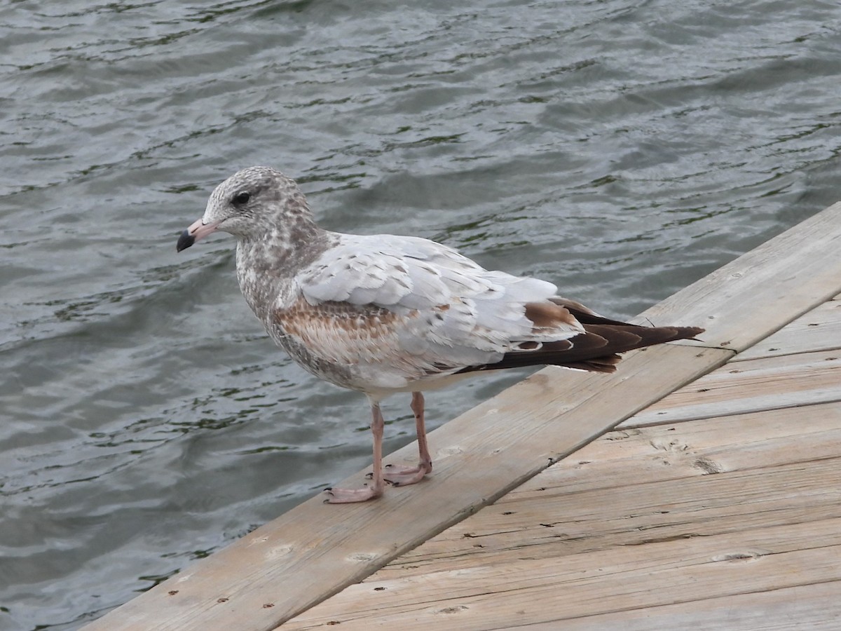 Ring-billed Gull - ML624541715