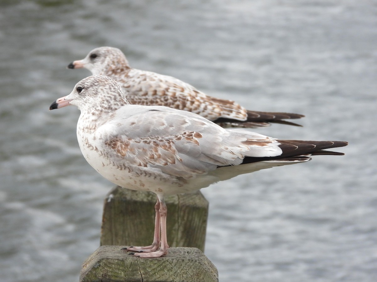 Ring-billed Gull - ML624541716