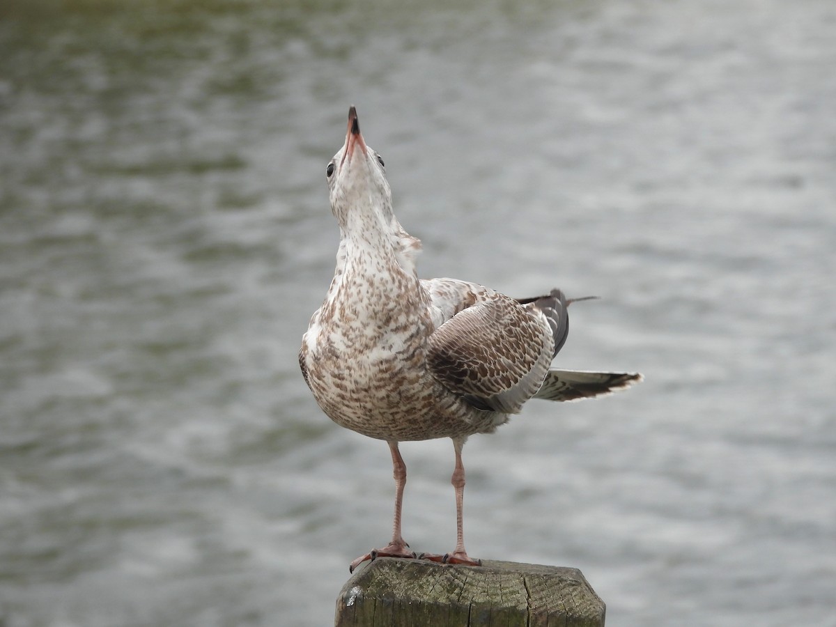 Ring-billed Gull - ML624541717