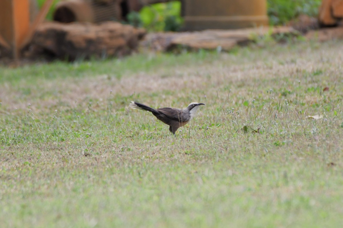 Gray-crowned Babbler - ML624541719