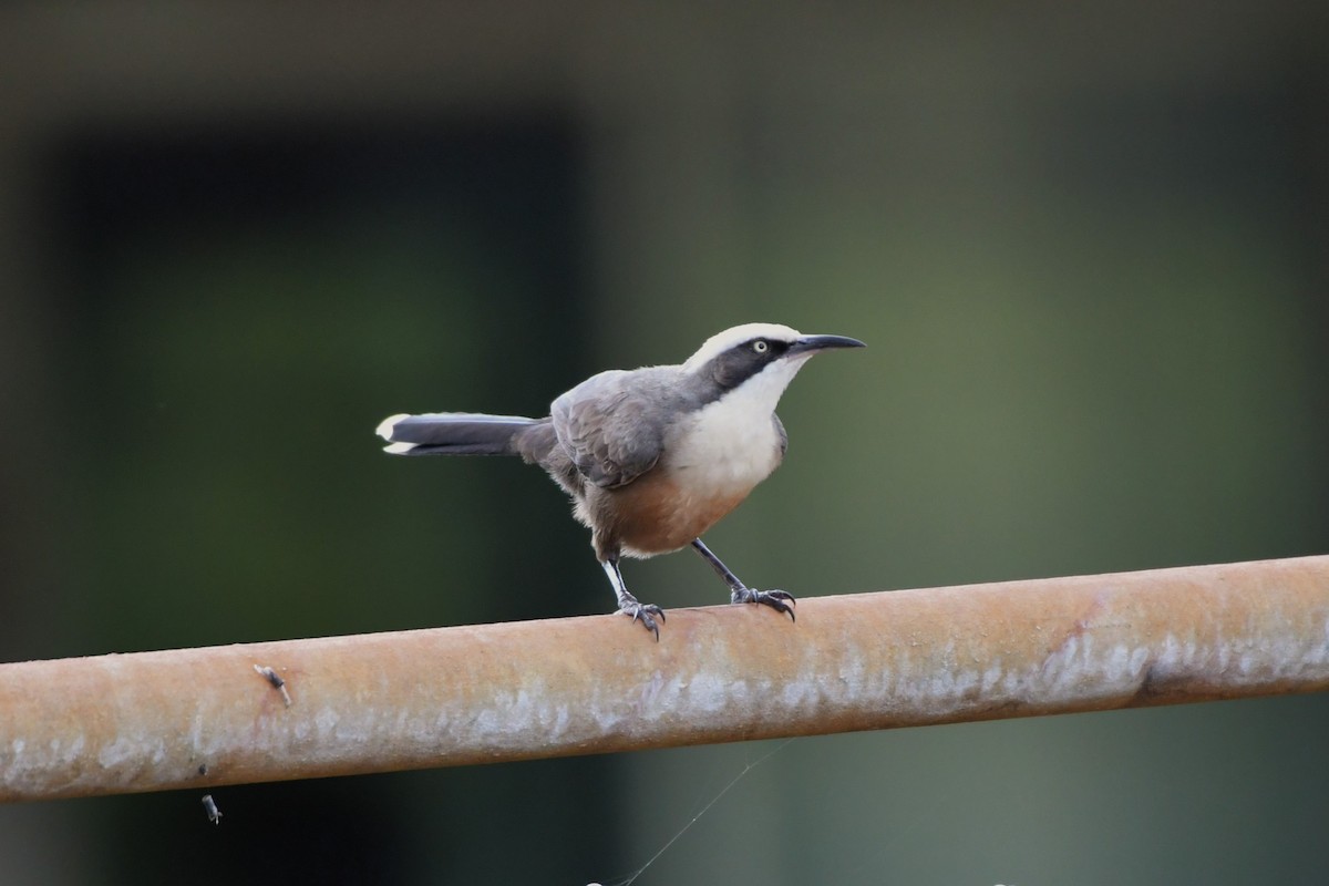 Gray-crowned Babbler - ML624541720