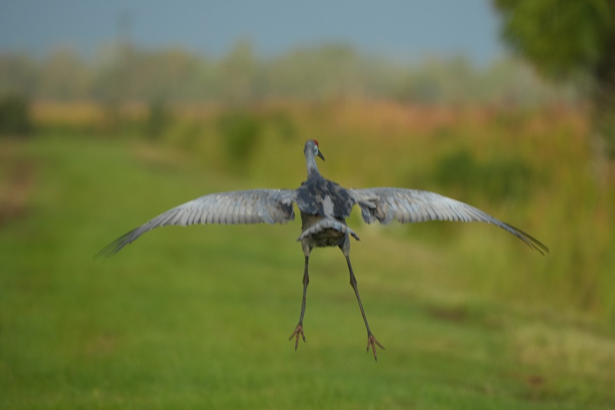 Sandhill Crane - ML624541722