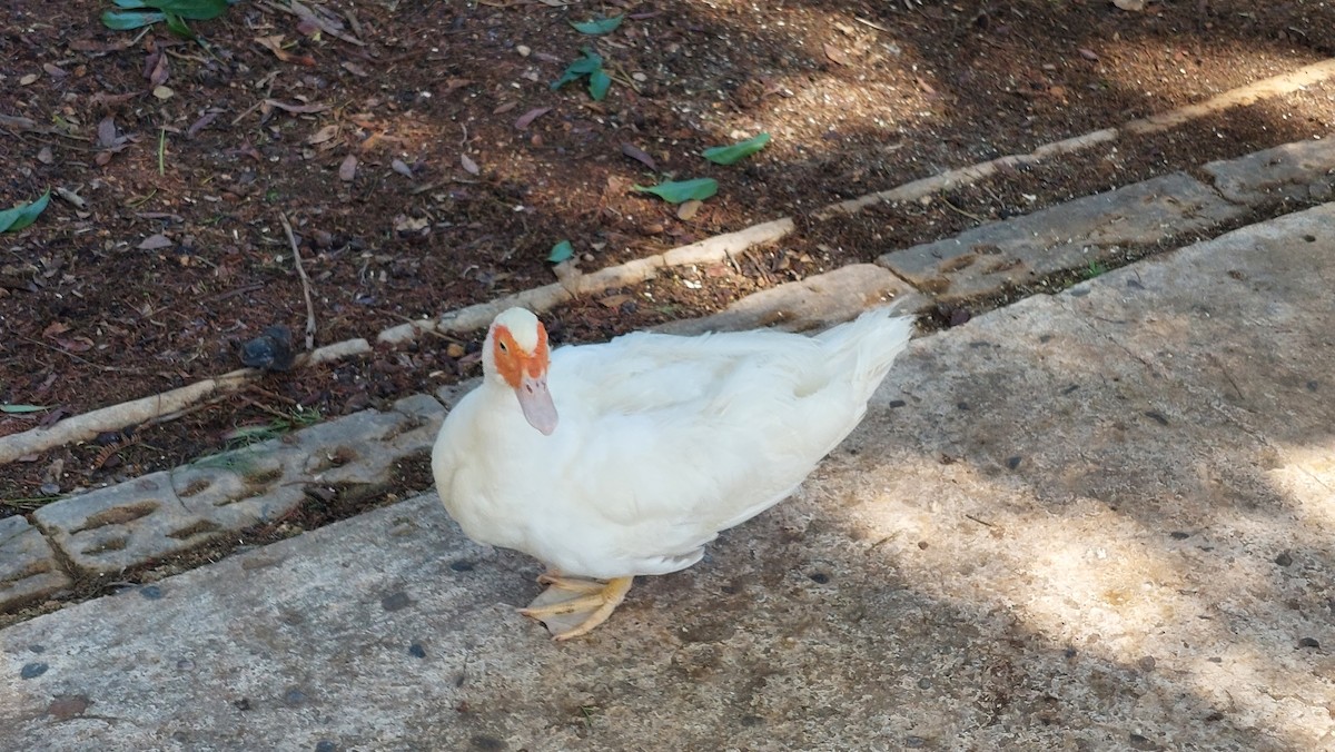 Muscovy Duck (Domestic type) - ML624541723