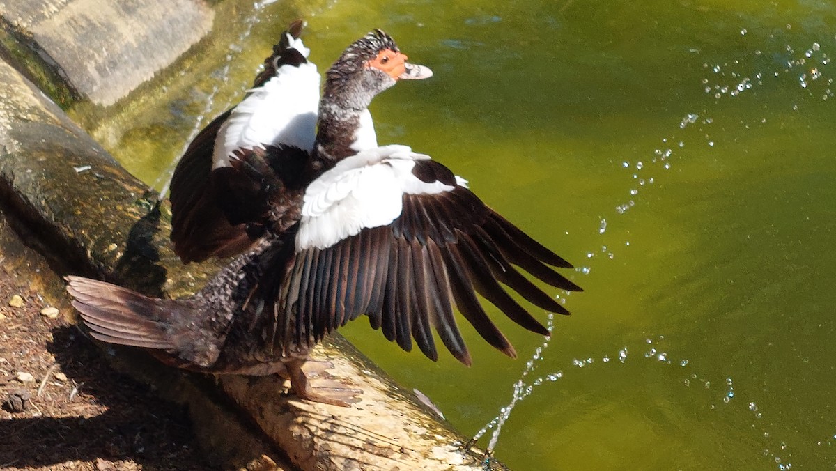 Muscovy Duck (Domestic type) - ML624541724