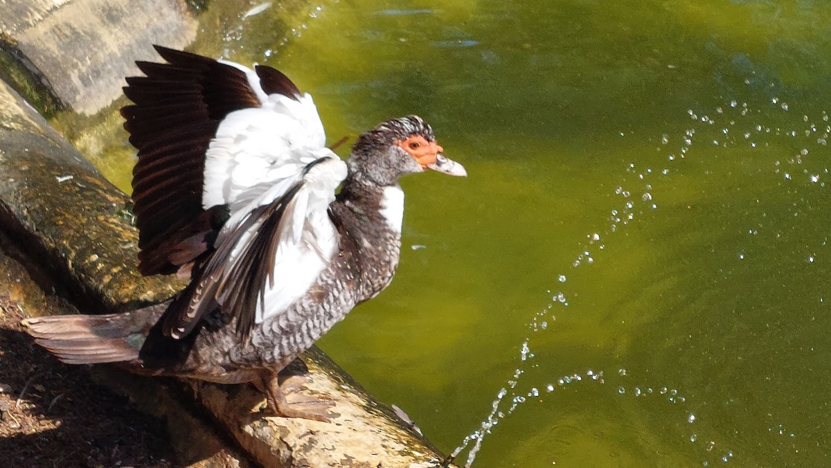 Muscovy Duck (Domestic type) - ML624541725