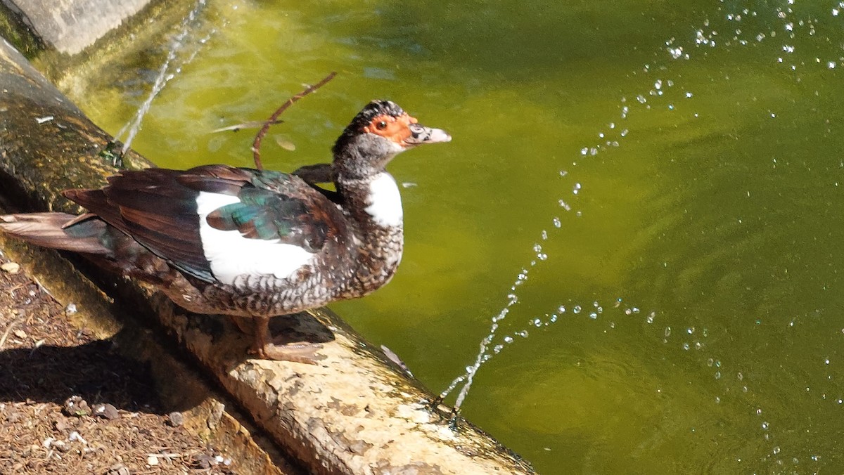 Muscovy Duck (Domestic type) - ML624541726