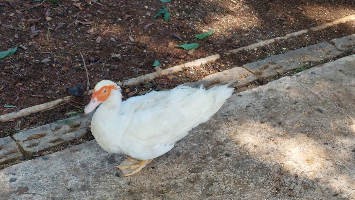 Muscovy Duck (Domestic type) - ML624541727