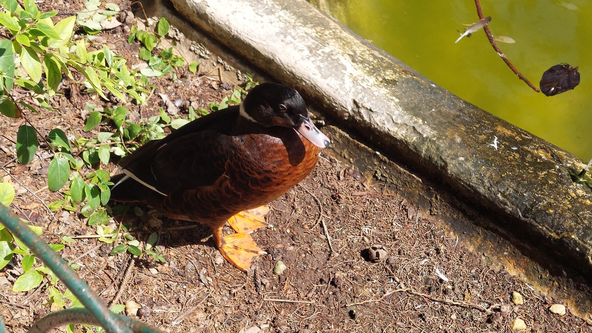 Muscovy Duck (Domestic type) - ML624541728