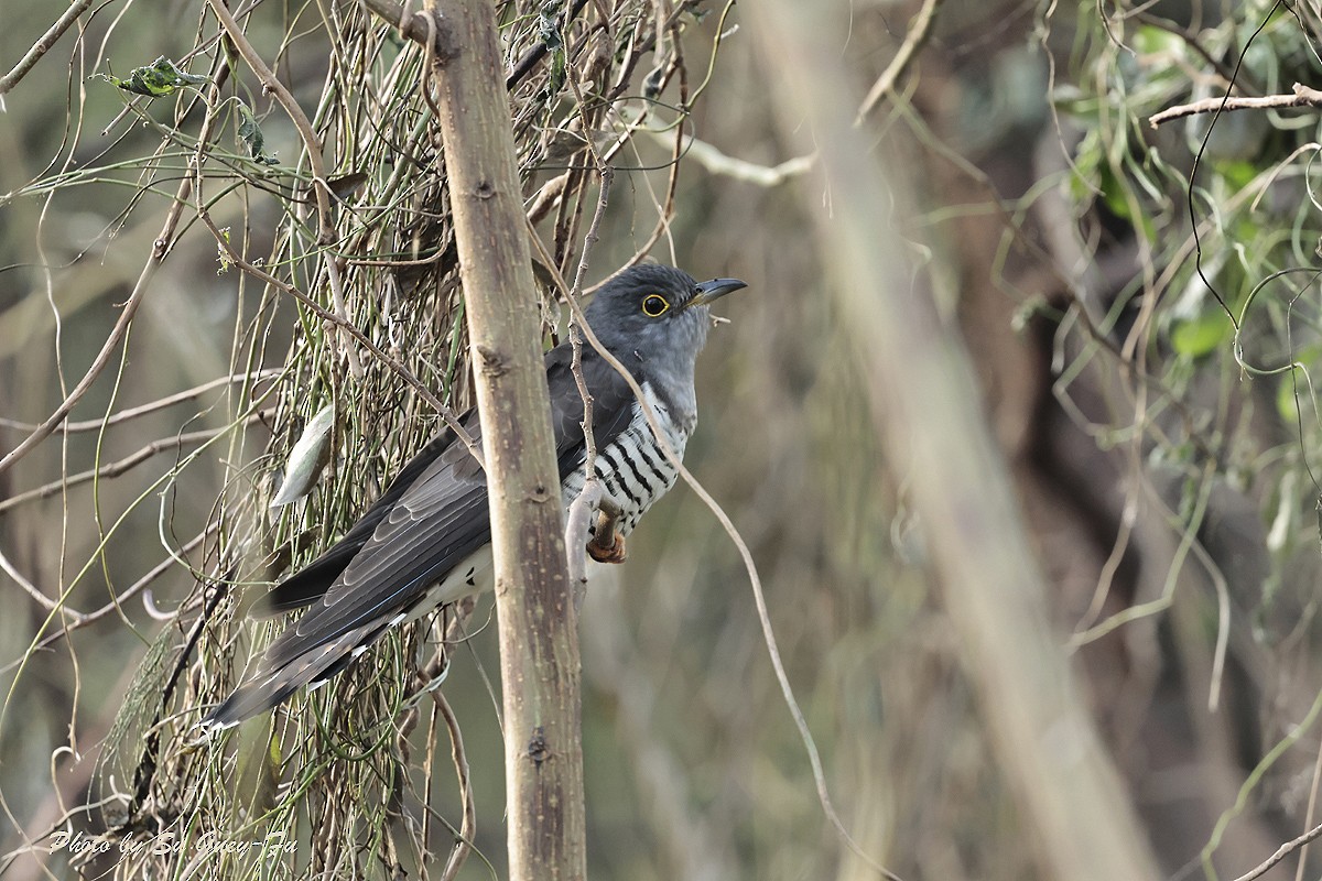 Indian Cuckoo - ML624541749