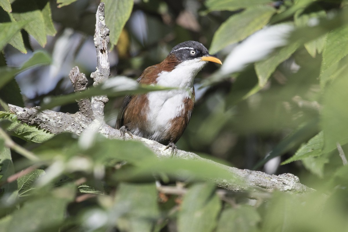 Javan Scimitar-Babbler - ML624541765