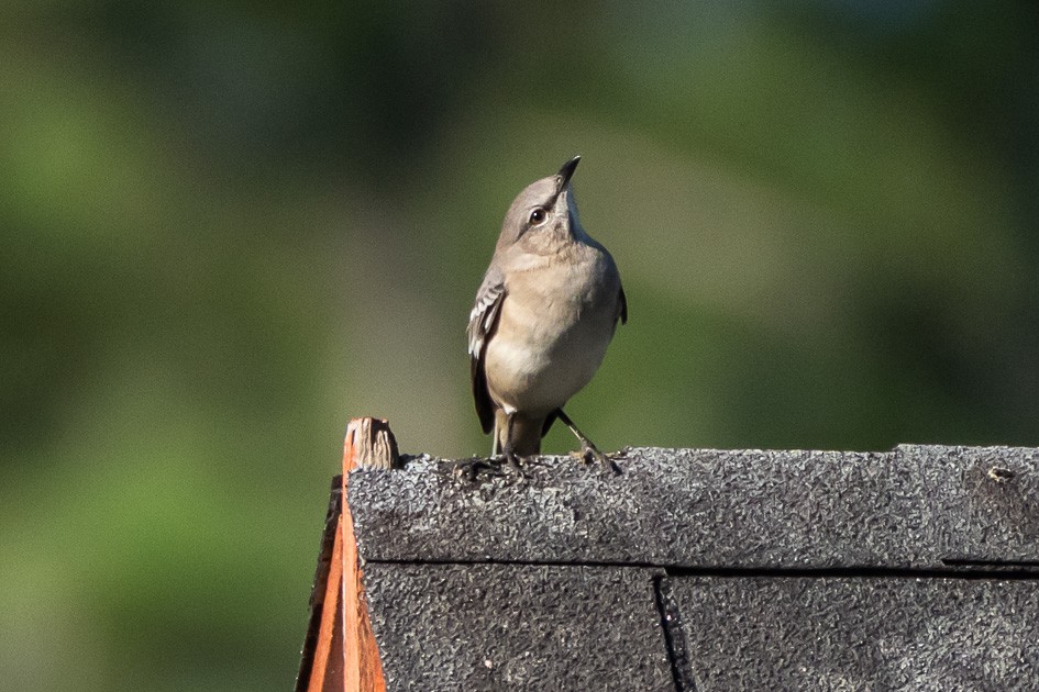 Northern Mockingbird - ML624541800