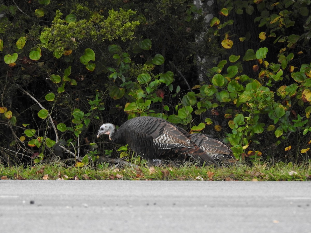 Wild Turkey - ML624541802