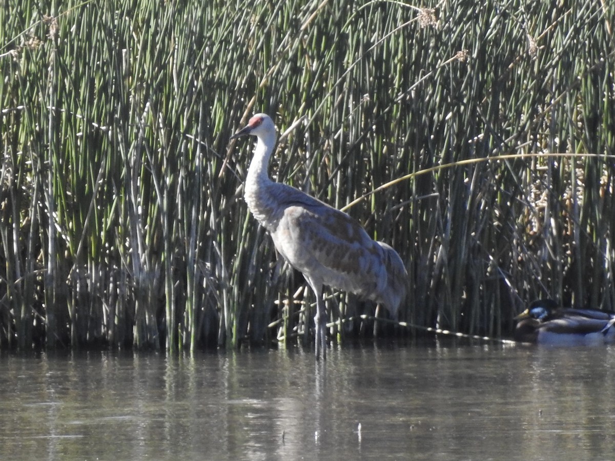 Sandhill Crane - ML624541815