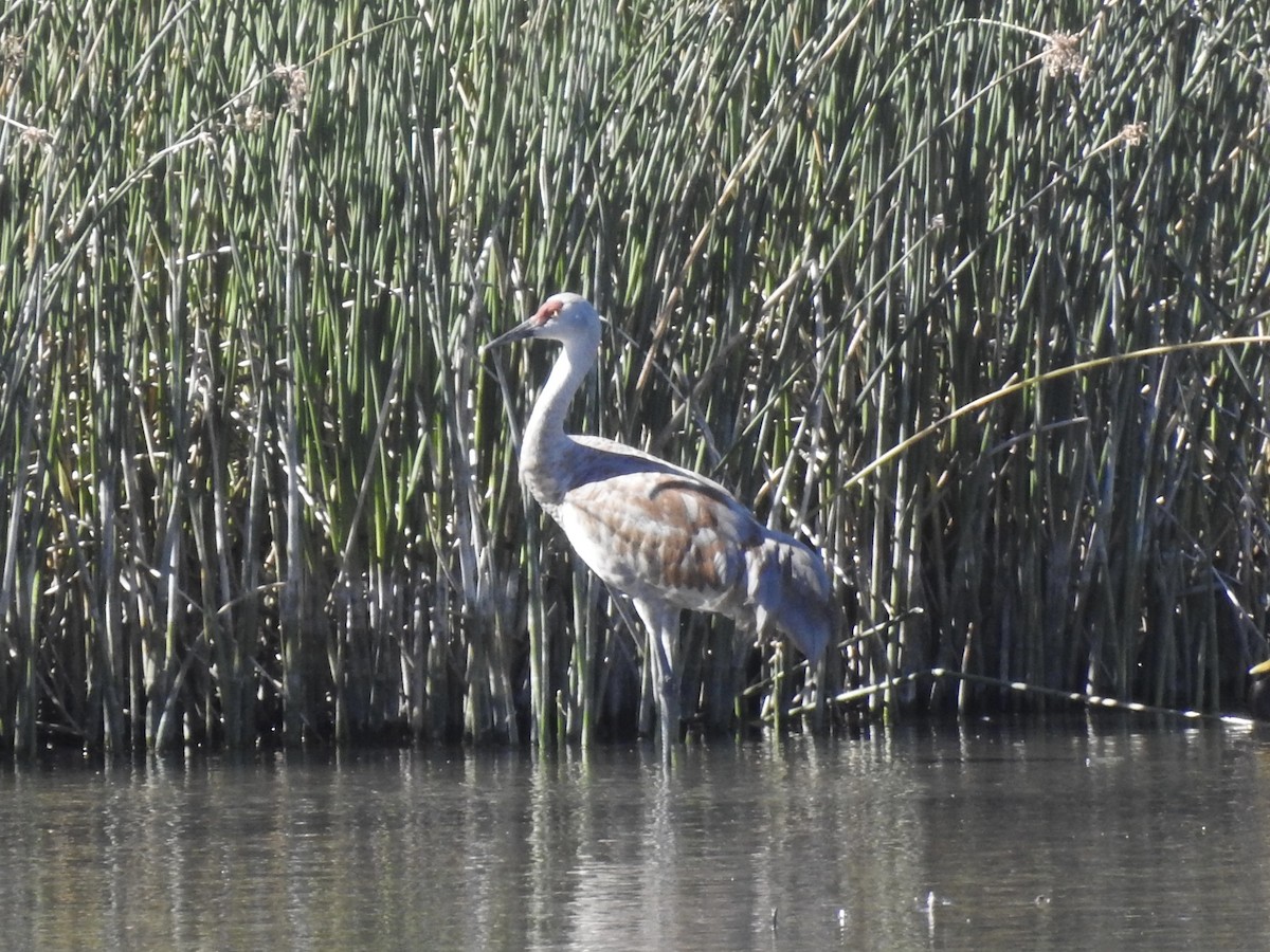 Sandhill Crane - ML624541818