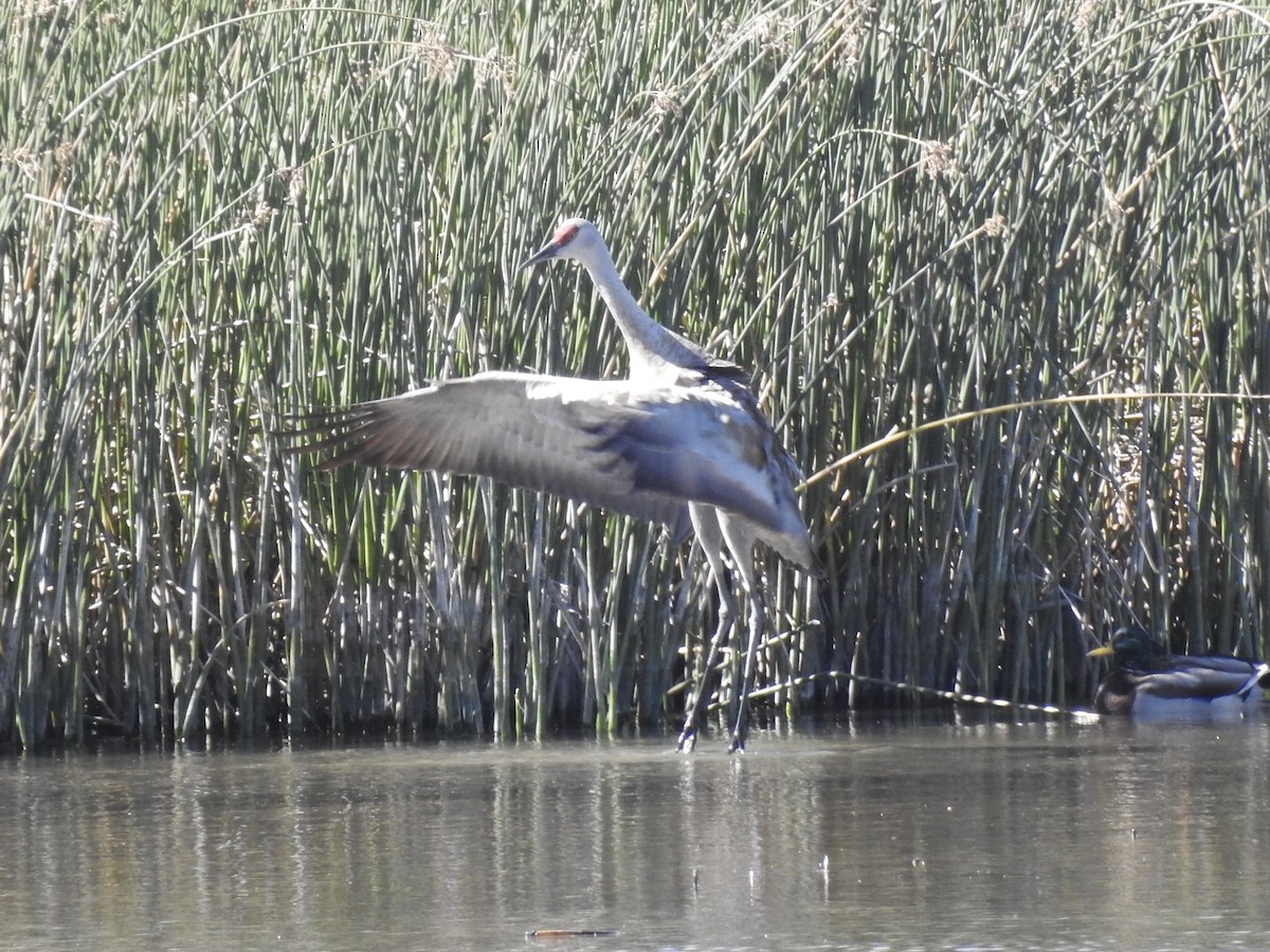 Sandhill Crane - ML624541819