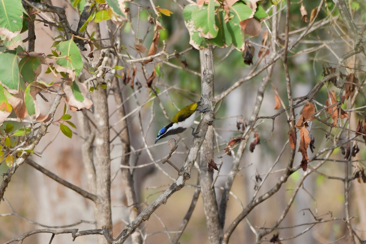 Blue-faced Honeyeater - ML624541820