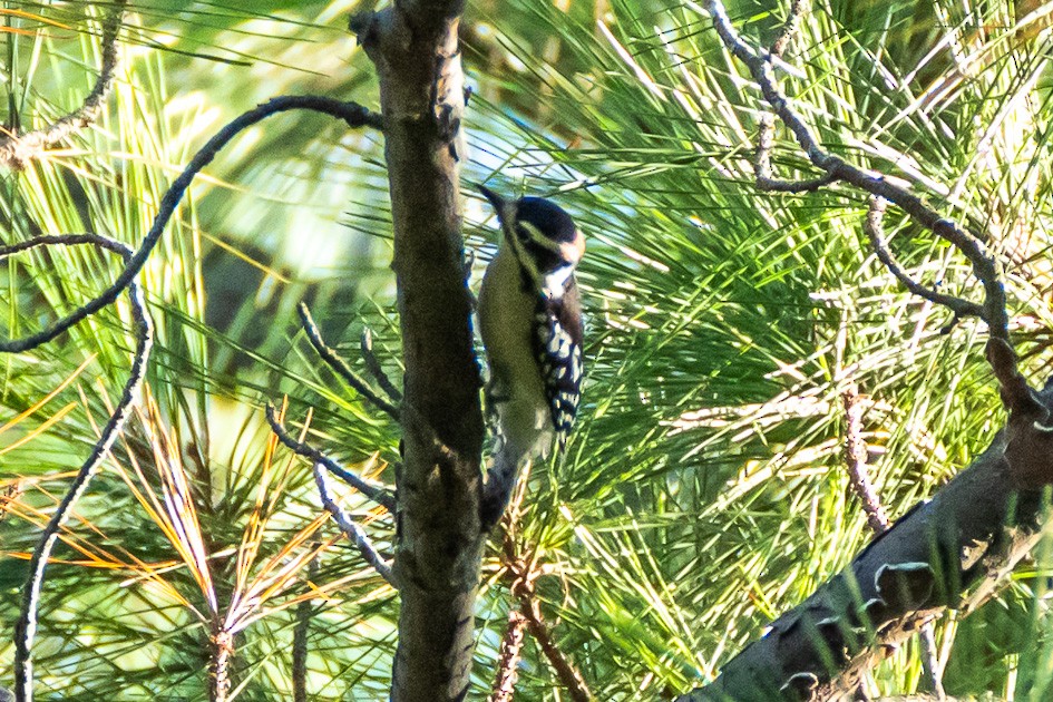 Downy Woodpecker - ML624541821