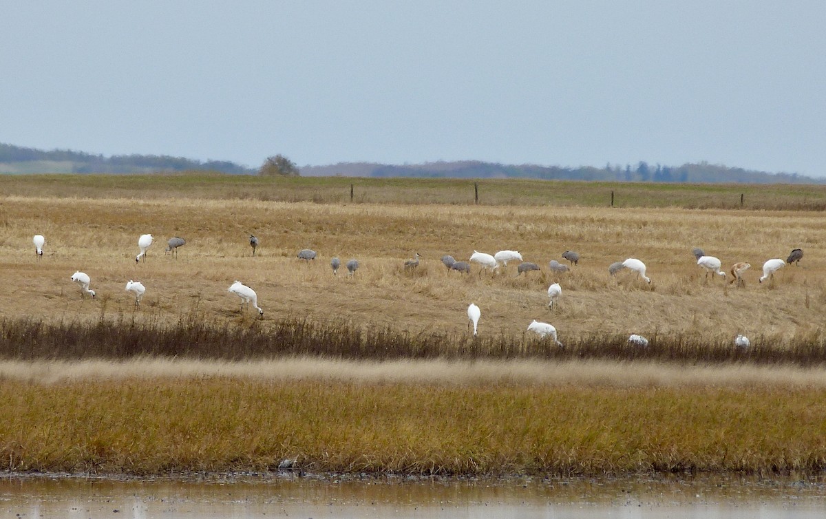 Whooping Crane - ML624541822