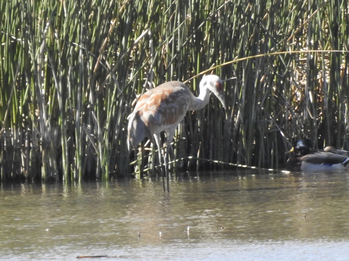 Sandhill Crane - ML624541824