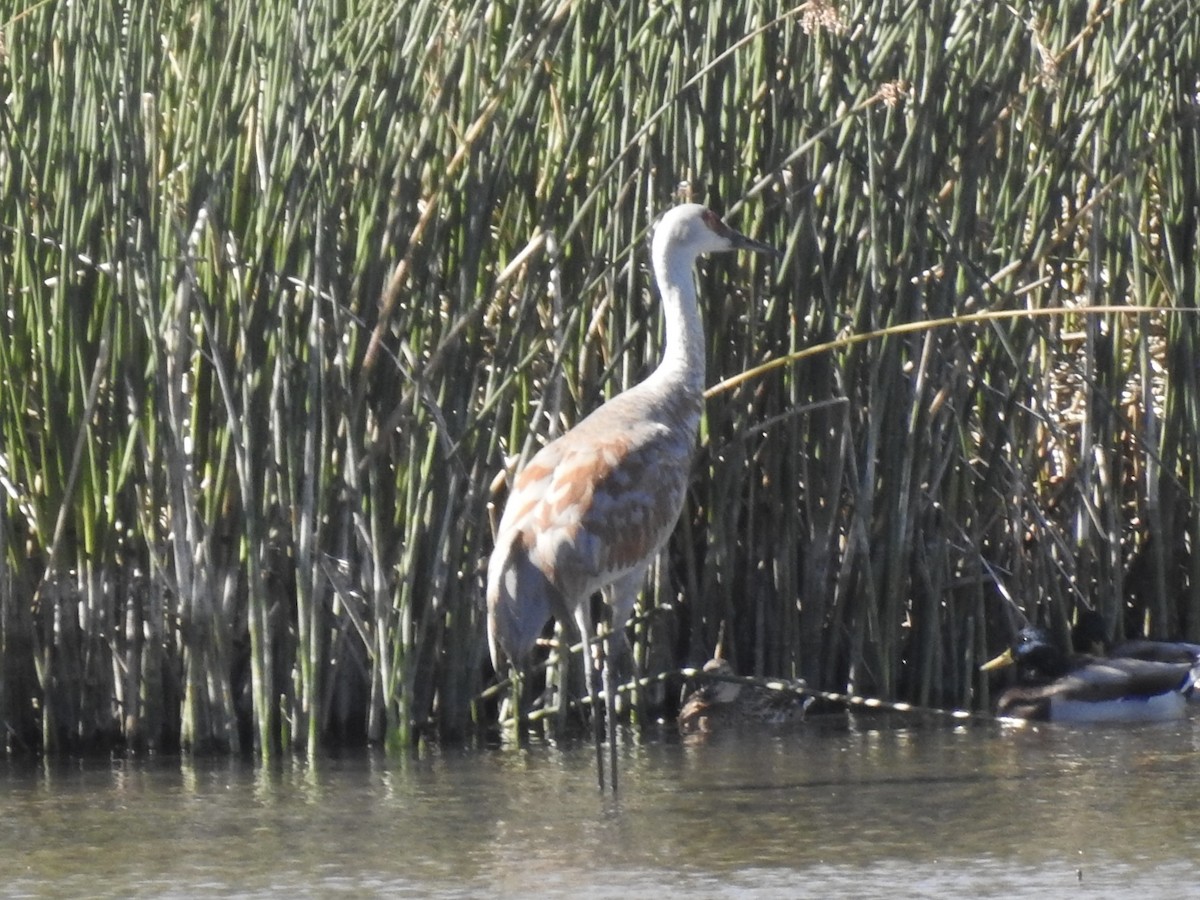 Sandhill Crane - Victoria Vosburg