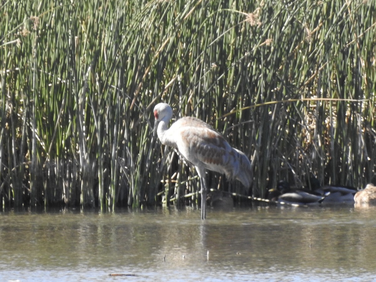 Sandhill Crane - ML624541826