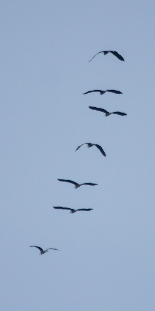 Хөх дэглий - ML624541827