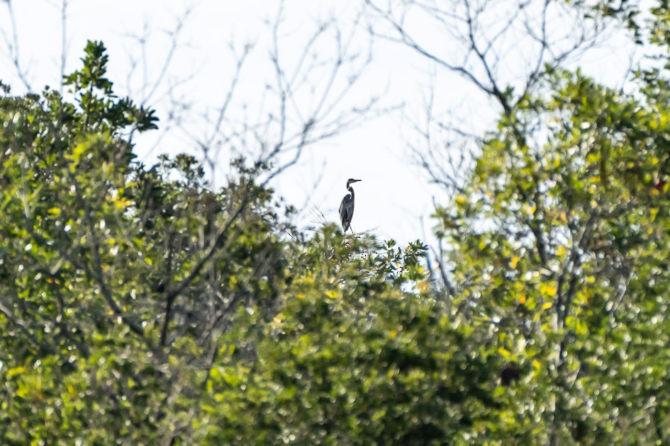 Great Blue Heron - ML624541830