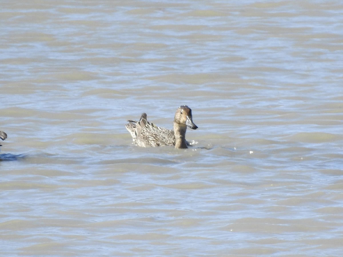 Northern Pintail - ML624541833