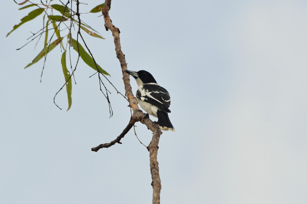 Black-backed Butcherbird - ML624541835