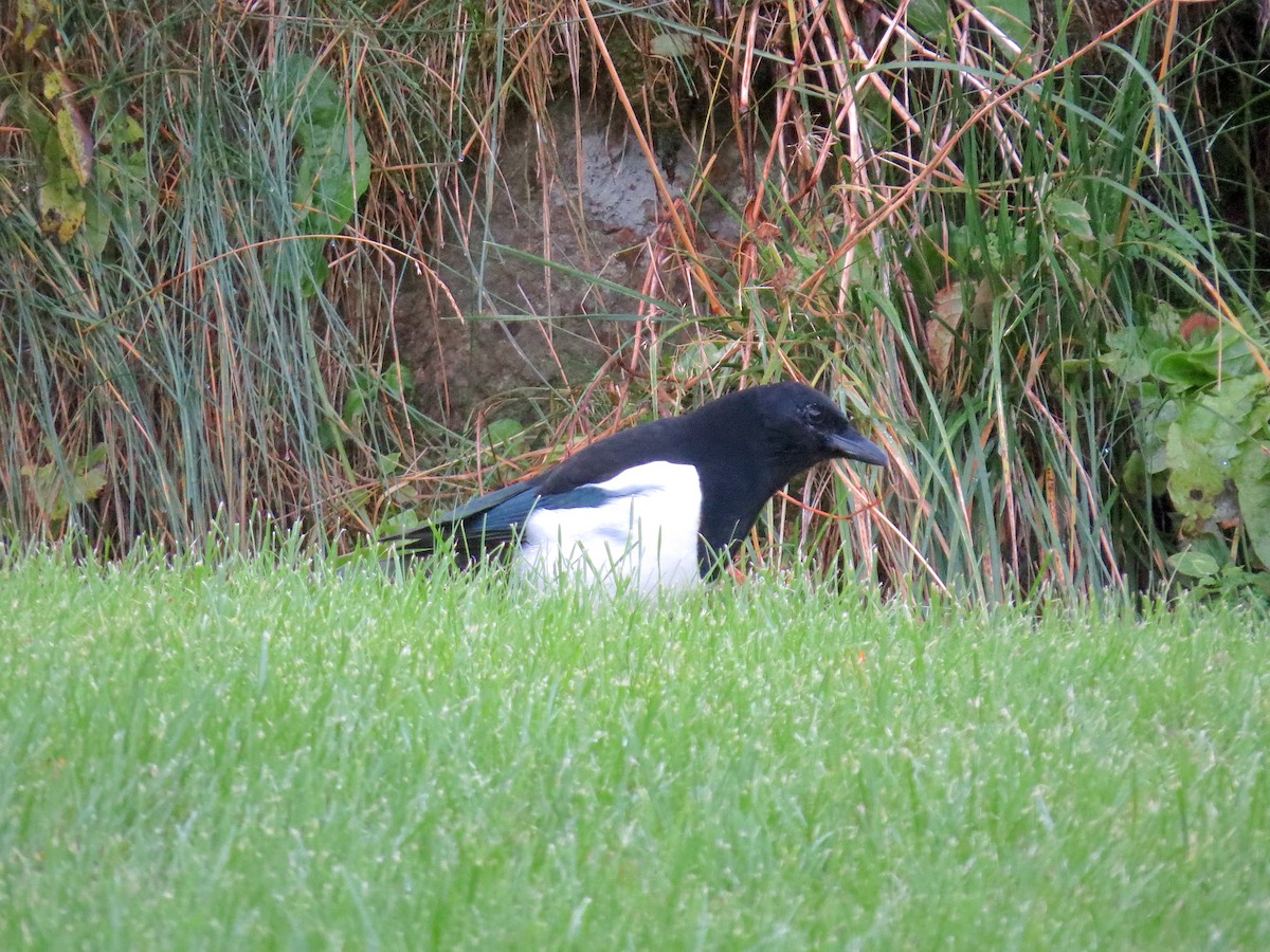 Eurasian Magpie - Brandon Lentz