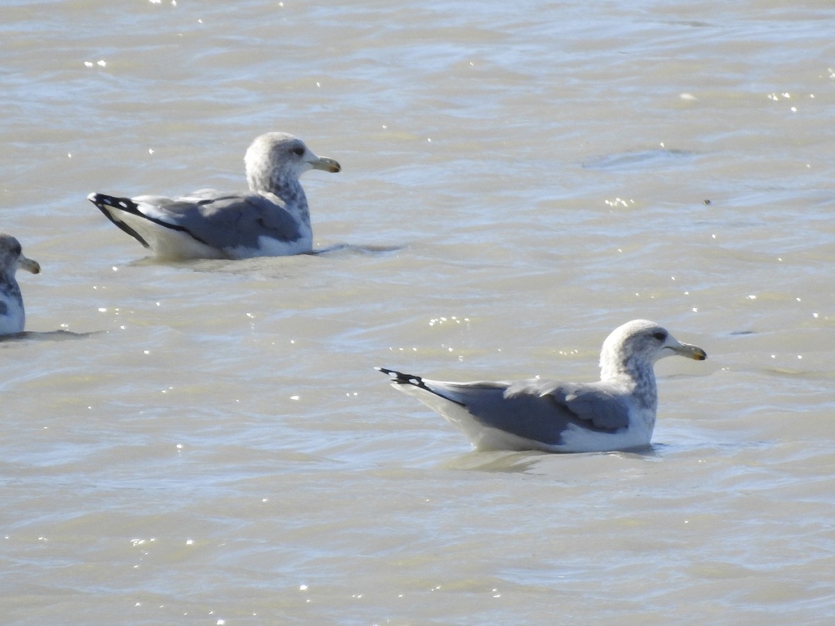 California Gull - ML624541845