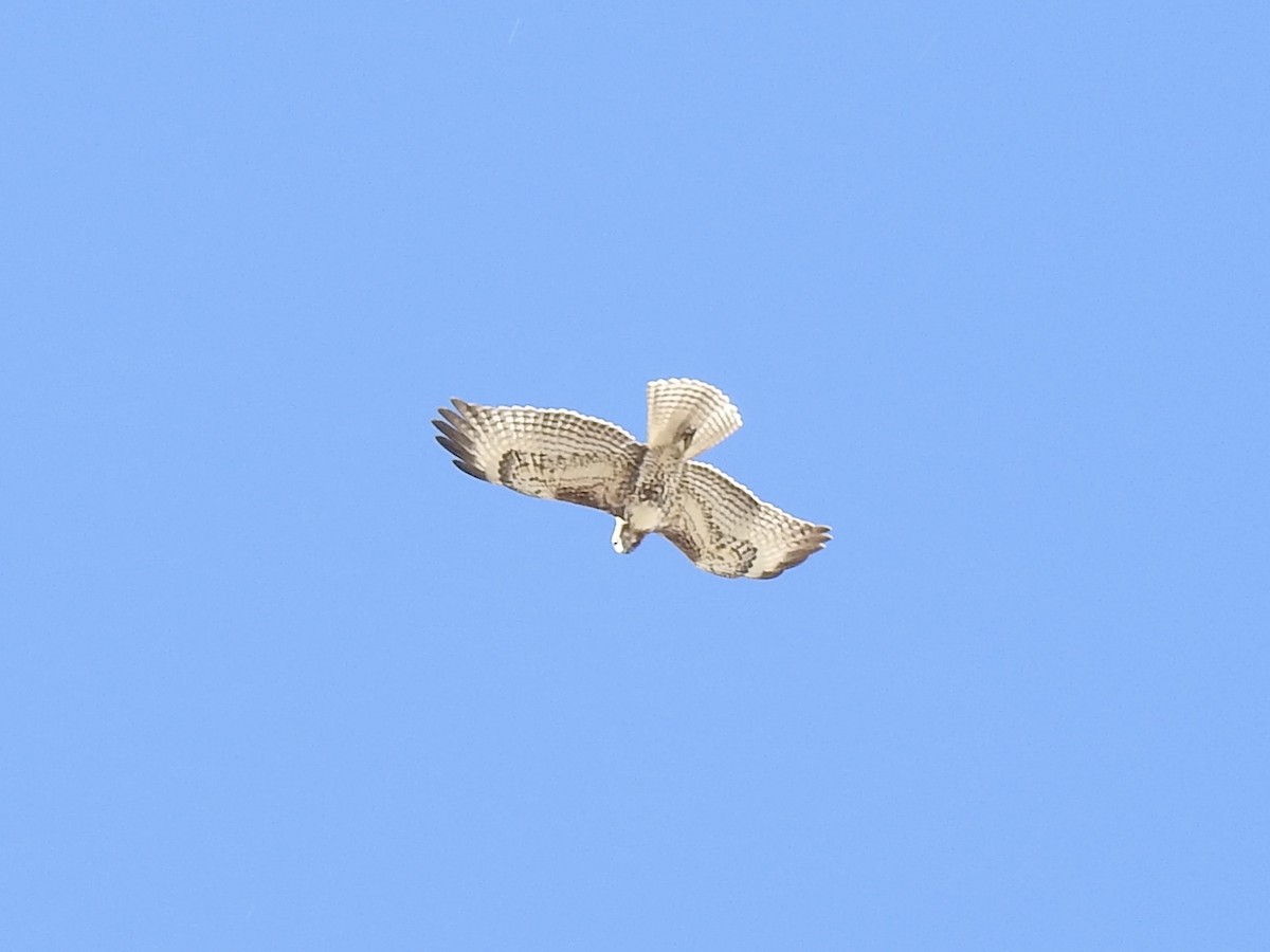 Red-tailed Hawk - ML624541850