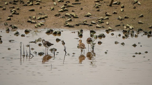 Pacific Golden-Plover - ML624541851