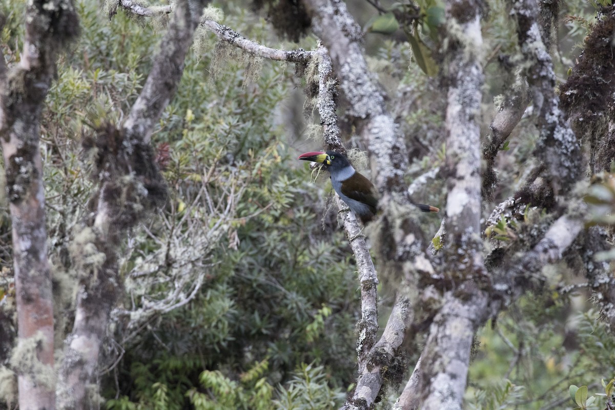 Gray-breasted Mountain-Toucan - ML624541877