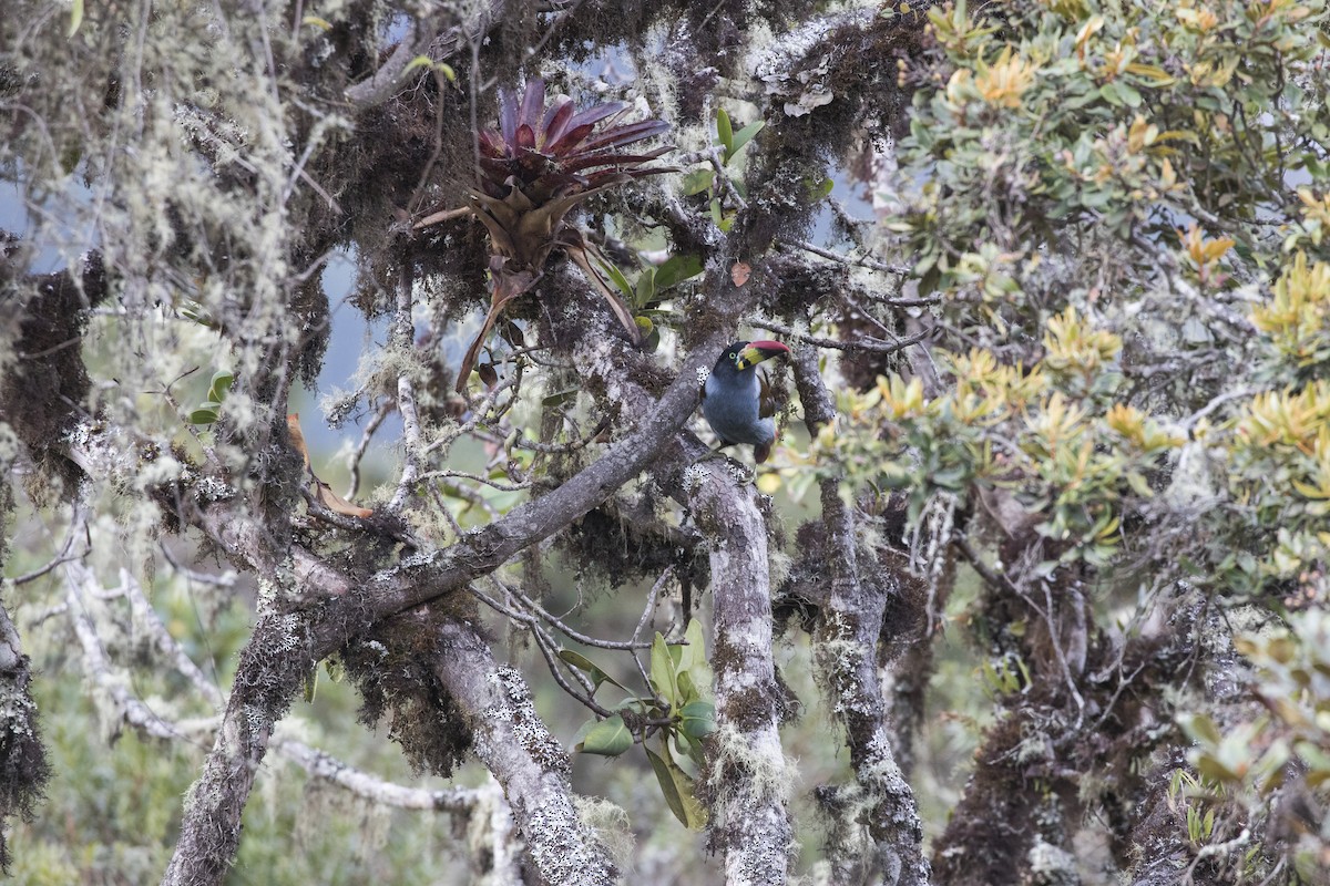 Gray-breasted Mountain-Toucan - ML624541878