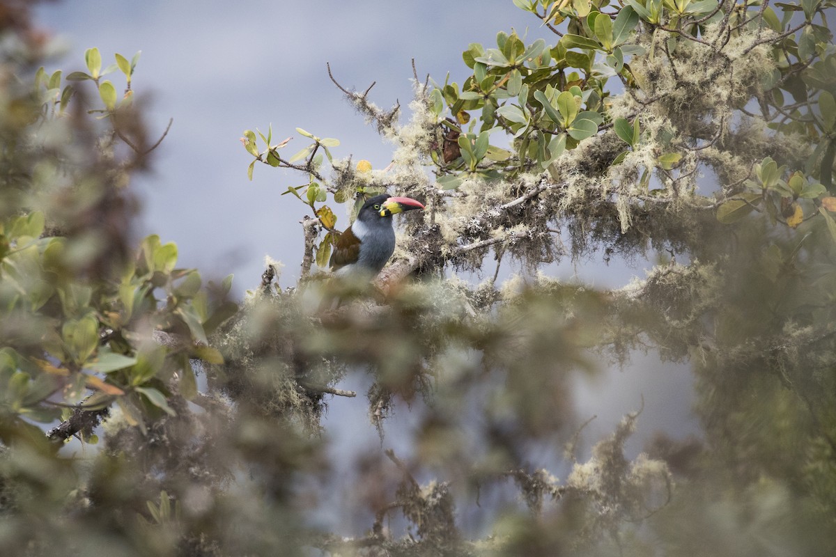 Gray-breasted Mountain-Toucan - ML624541879