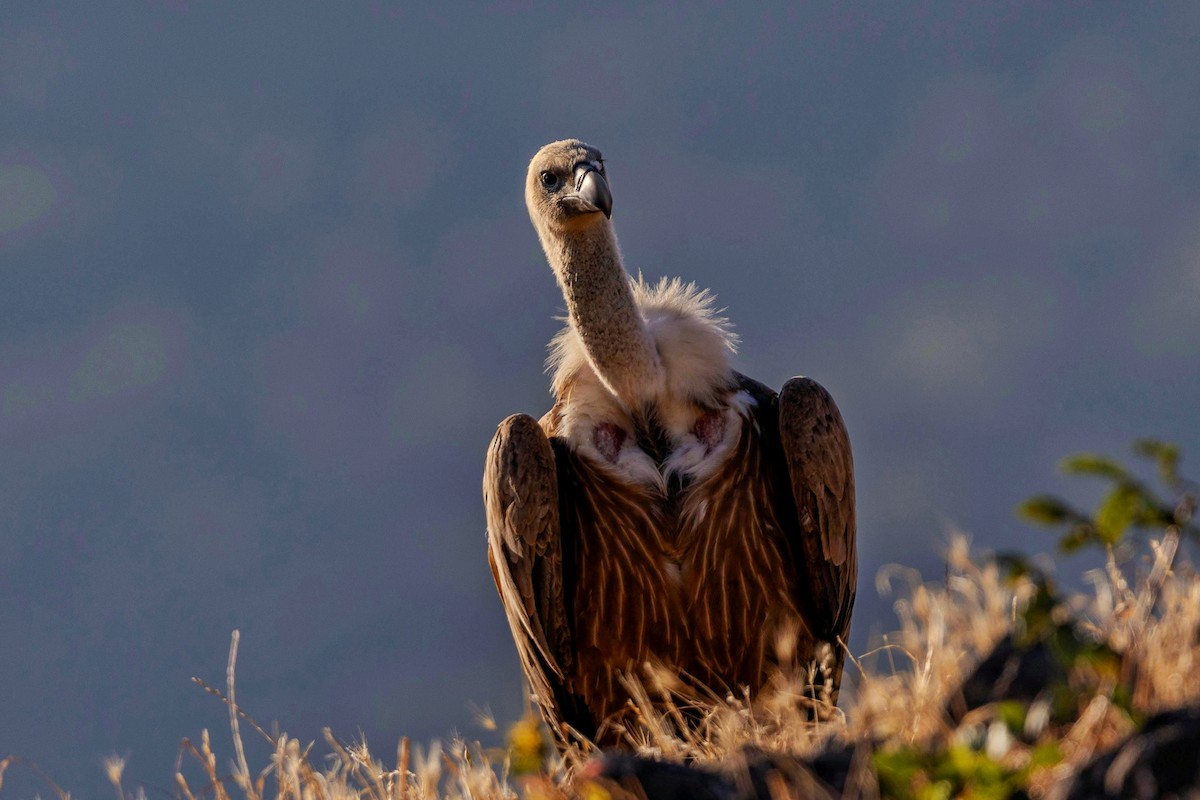 Himalayan Griffon - ML624541936
